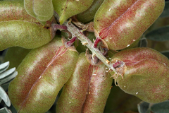 Astragalus miguelensis
