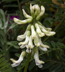 Astragalus miguelensis