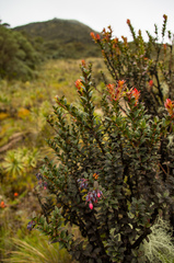 Vaccinium floribundum