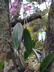 Laelia anceps