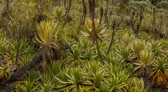 Espeletia hartwegiana