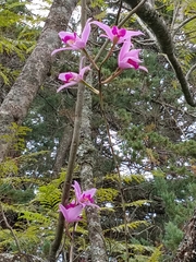 Laelia anceps