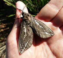 Abantiades argentata