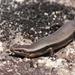 Red-throated Skink - Photo (c) Reiner Richter, some rights reserved (CC BY-NC), uploaded by Reiner Richter