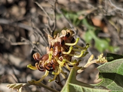 Grevillea dryophylla