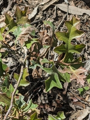 Grevillea dryophylla