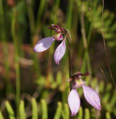 Eriochilus cucullatus