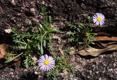 Brachyscome stuartii