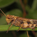 Clouded Grasshopper - Photo (c) Judy Gallagher, some rights reserved (CC BY-SA), uploaded by Judy Gallagher