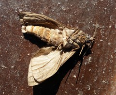 Abantiades argentata