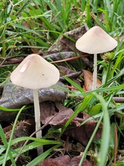 Conocybe coprophila
