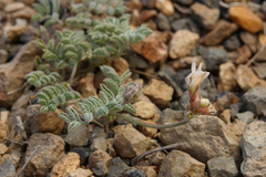 Astragalus monoensis