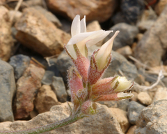 Astragalus monoensis