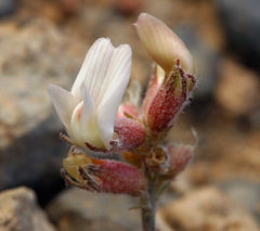 Astragalus monoensis