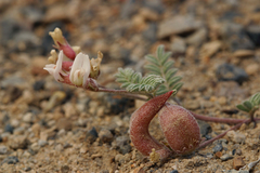 Astragalus monoensis