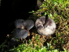 Hydropus atramentosus