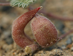 Astragalus monoensis