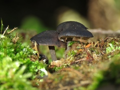 Hydropus atramentosus