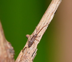 Paronellides