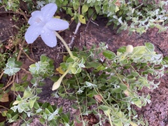 Barleria longiflora