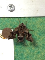 Neogurelca himachala