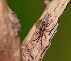 Paronellides