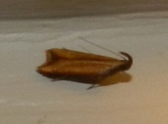 Dichomeris heriguronis