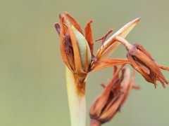 Pleea tenuifolia
