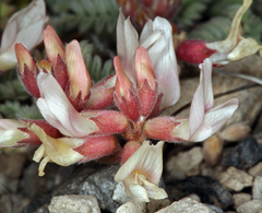 Astragalus monoensis