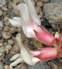 Astragalus monoensis