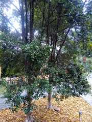 Psidium cattleyanum