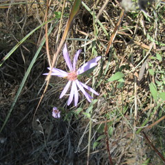 Symphyotrichum sericeum