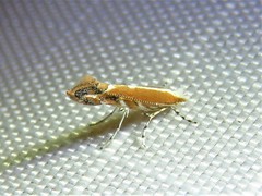 Cameraria quercivorella