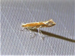 Cameraria quercivorella