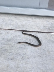Paraphimophis rusticus