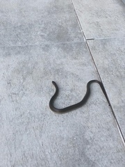 Paraphimophis rusticus