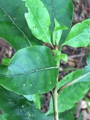 Coprosma tenuifolia