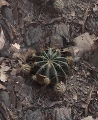 Cactaceae