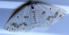 Lomographa temerata