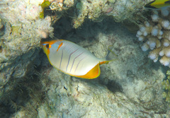 Chaetodon xanthocephalus
