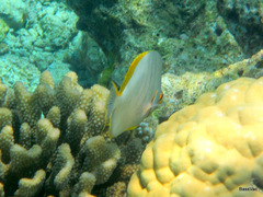 Chaetodon xanthocephalus