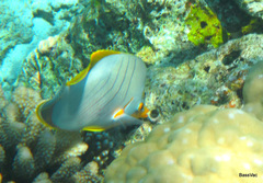 Chaetodon xanthocephalus