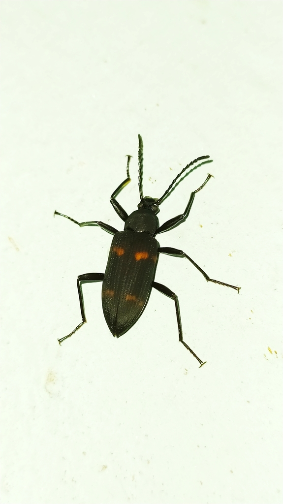 Zophobas bifasciatus