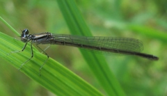 Enallagma antennatum
