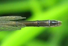 Enallagma antennatum