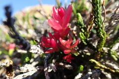 Exobasidium cassiopes