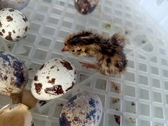 Coturnix japonica