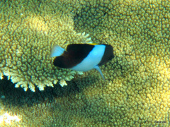 Hemitaurichthys zoster