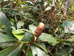 Costus pulverulentus