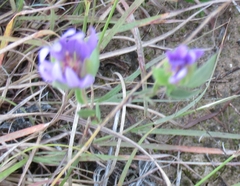 Symphyotrichum sericeum